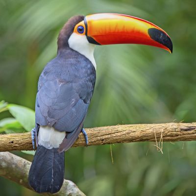 Panama Hartmann Birdsong Espresso