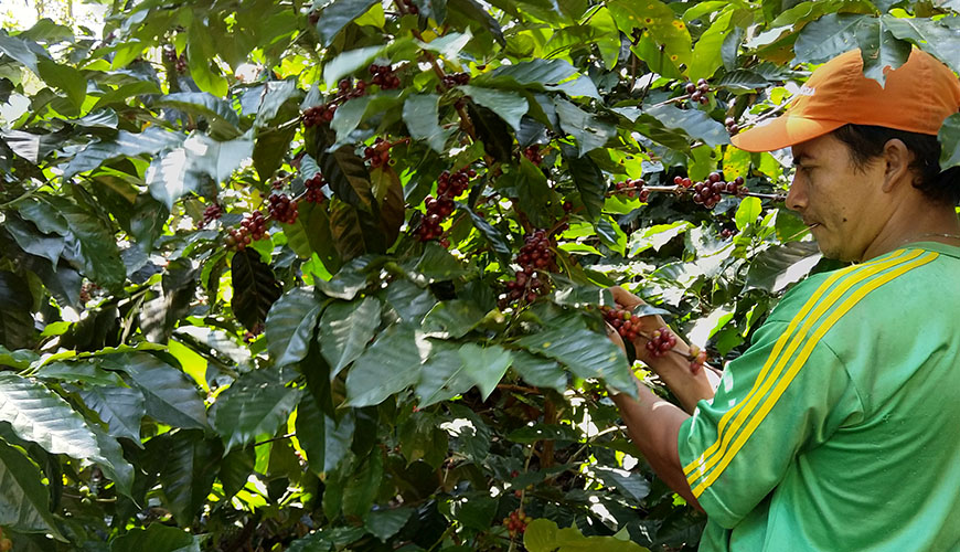 Waarom wordt cafeïnevrije koffie zo ondergewaardeerd?