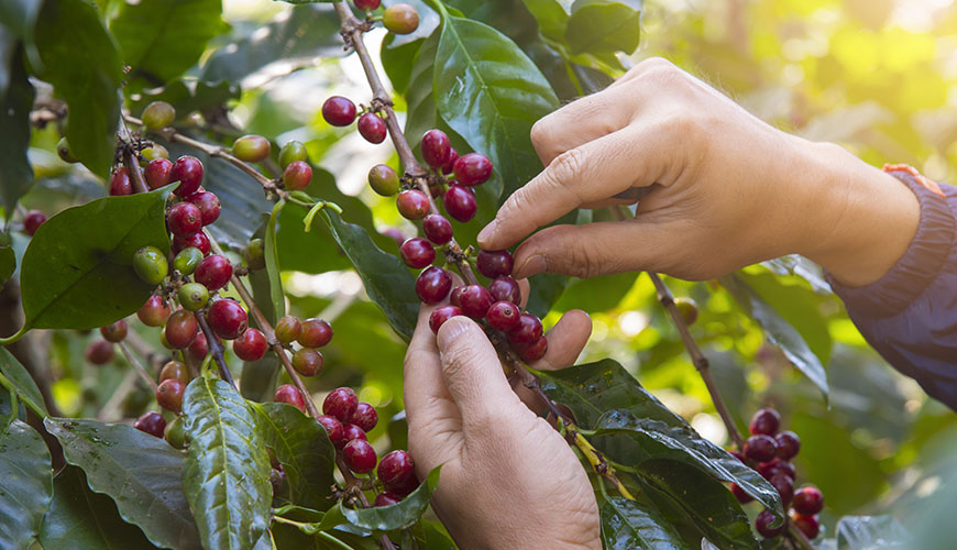 Koffie van de maand - Februari - Java Espresso & Sumatra Filter