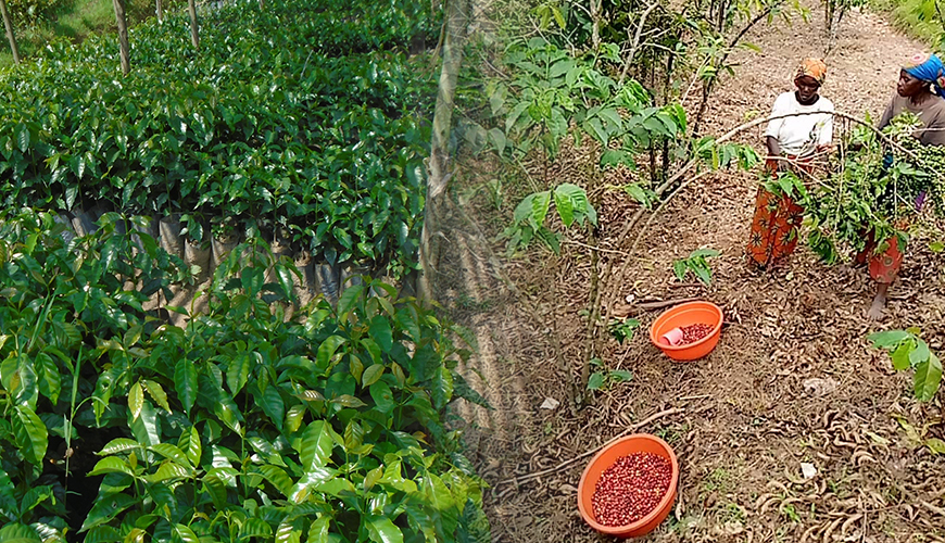 Nu verkrijgbaar -  Rwanda Gatatu Washed Limited Edition 